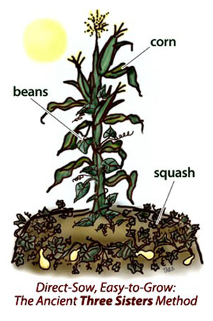 Three Sister's Gardening Method. source: http://cherokeeofsouthcarolina.com/projects-HealthandDiet.html